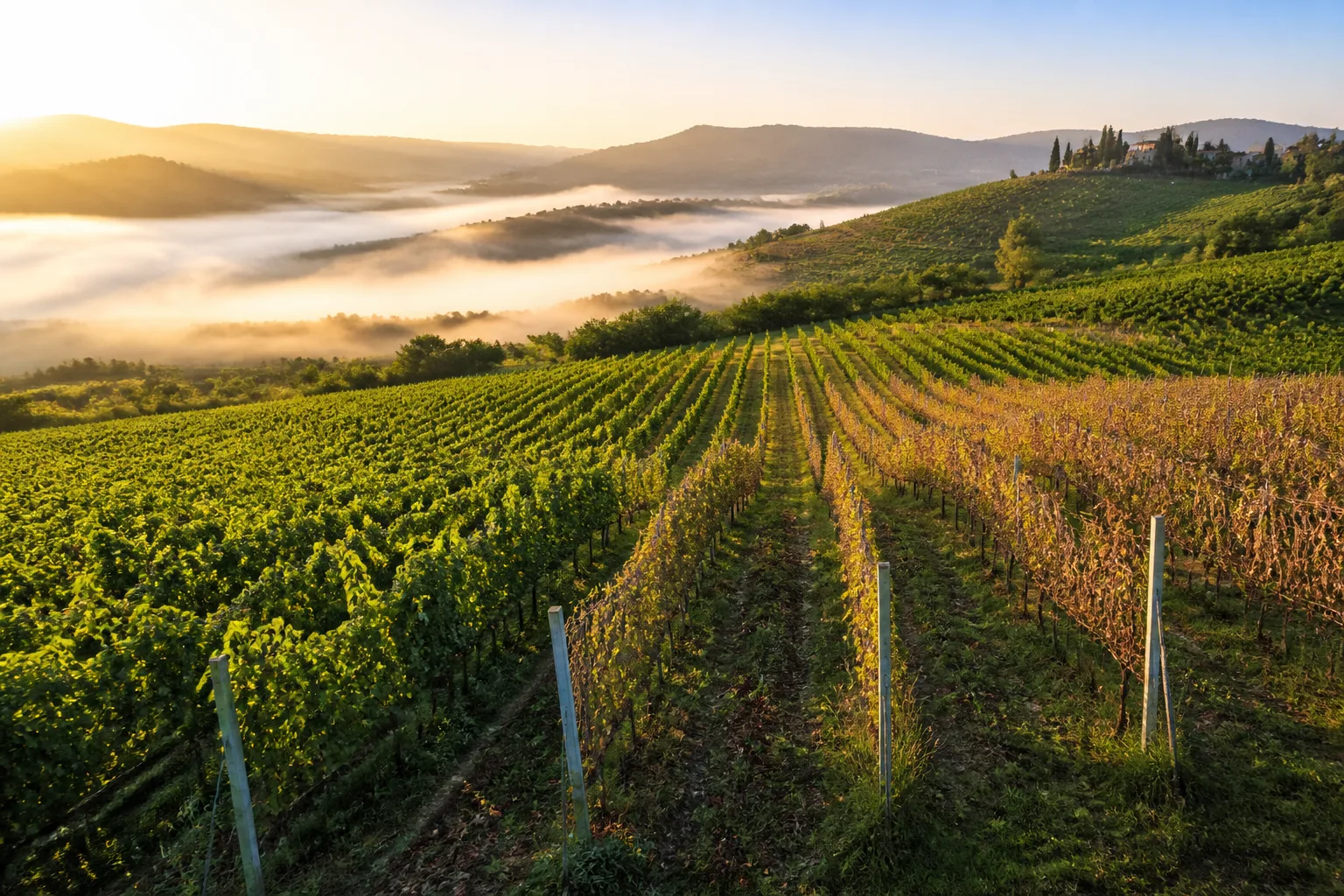 Vigneto collinare all'alba con evidenti differenze di vigore fra una zona e l'altra