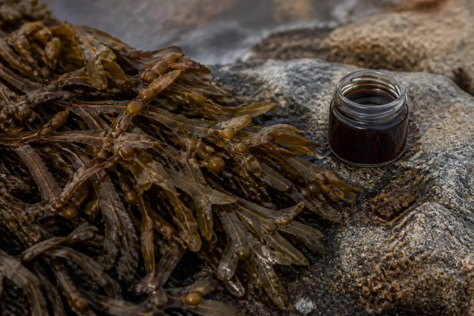 Alga bruna Ascophyllum nodosum, materia prima di molti biostimolanti a base di estratti