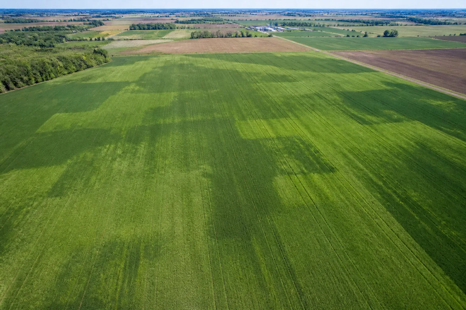 Vista aerea di un campo di grano con evidenti differenze di vigore fra zone