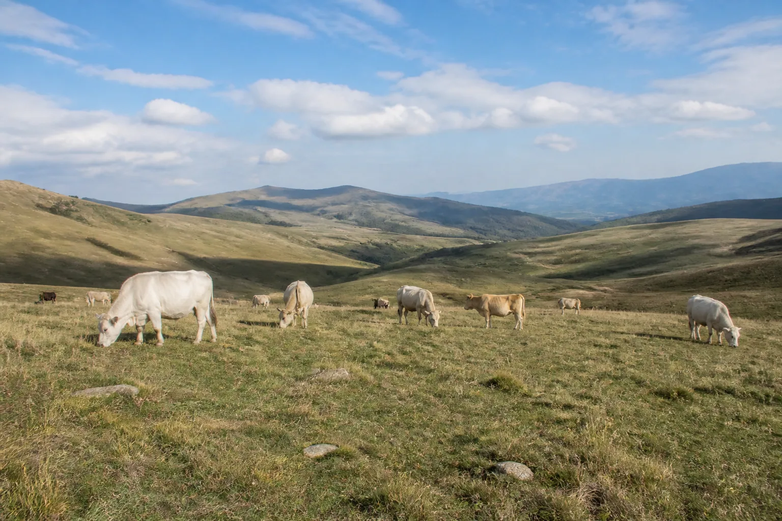 Bovini al pascolo estensivo, pratica sostenuta dall'eco-schema per il benessere animale