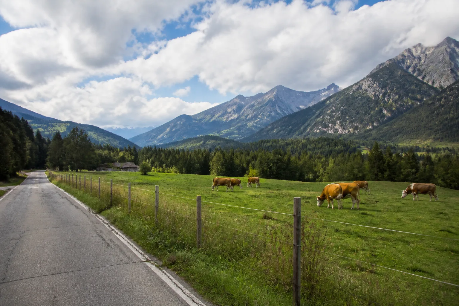 Pascolo di montagna con recinzione tradizionale lungo la strada e bovini oltre il filo