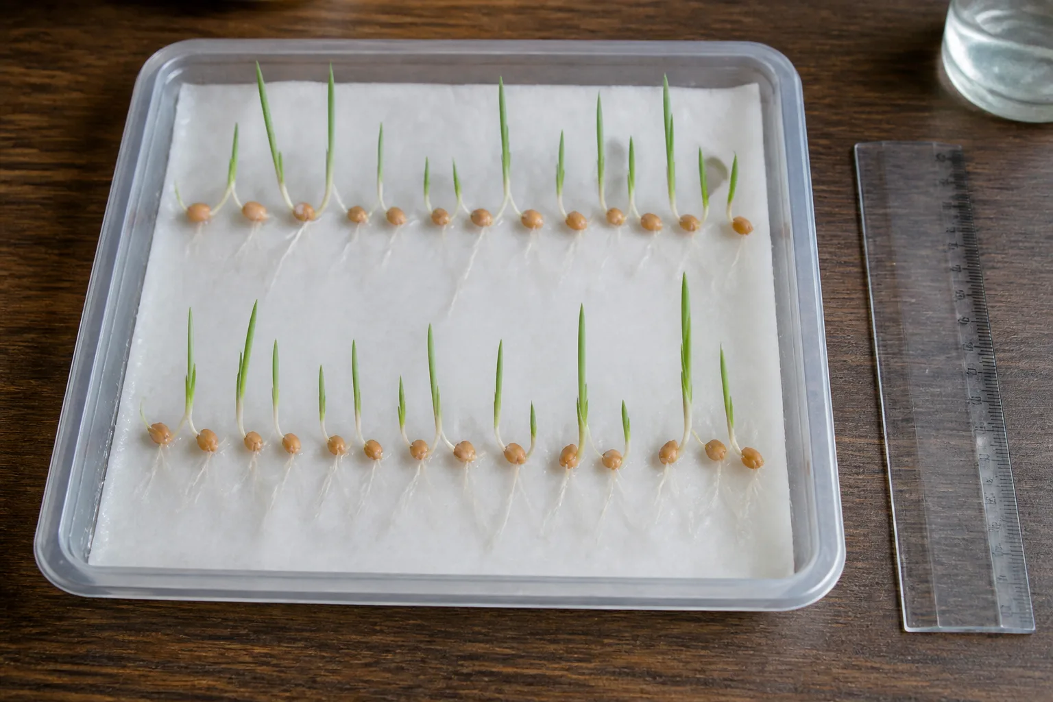 Prova di germinazione su carta bagnata con semi di frumento in fila