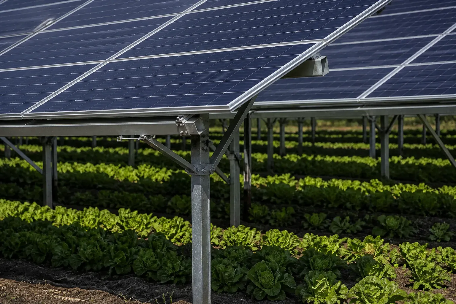Dettaglio della struttura di sostegno dei moduli in un sistema agrivoltaico
