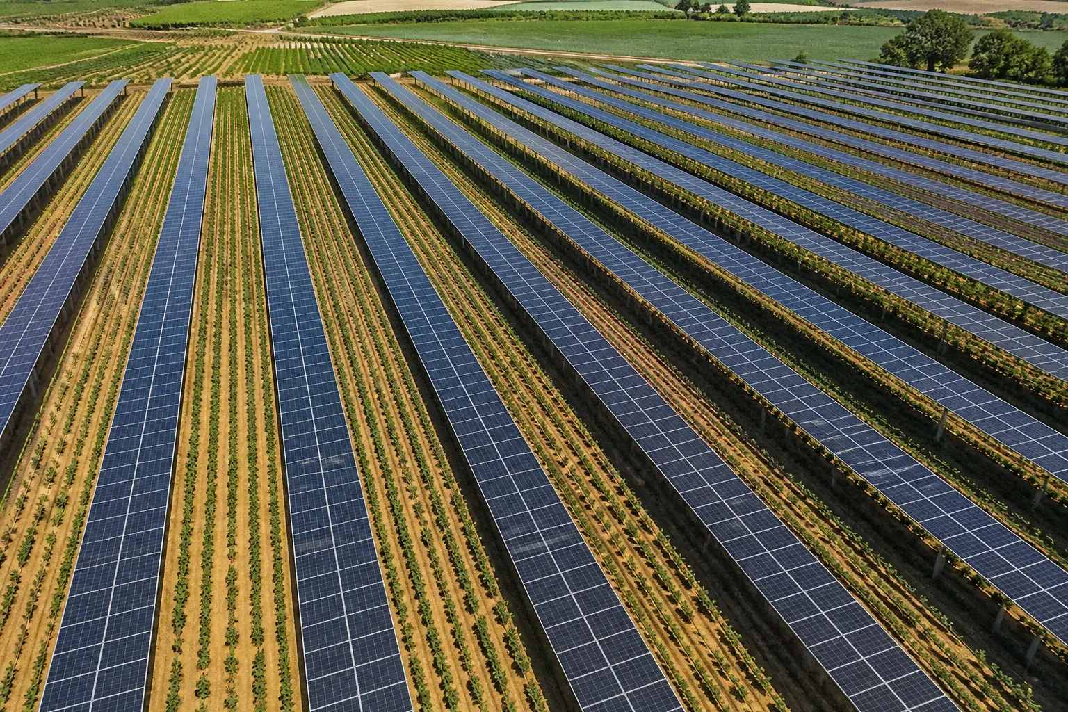 Vista aerea di un parco agrivoltaico con fasce coltivate tra le file di pannelli