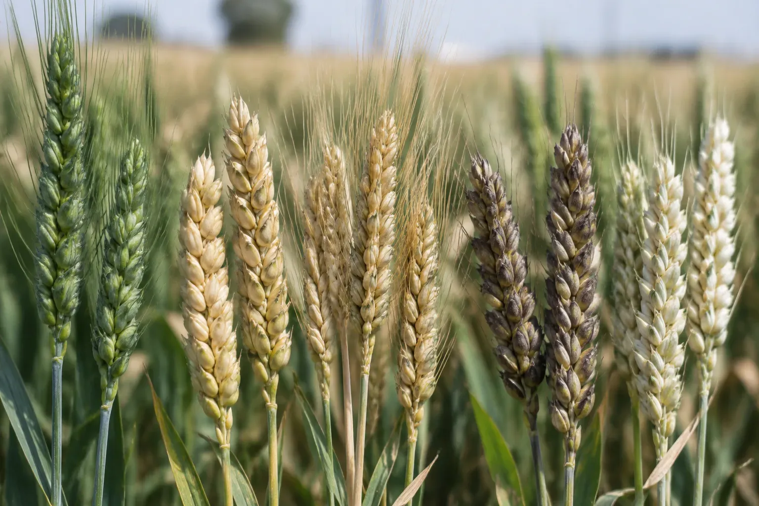 Spighe di varietà diverse a confronto in un campo sperimentale